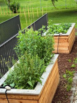 Unser Hochbeet-Projekt wächst und gedeiht!